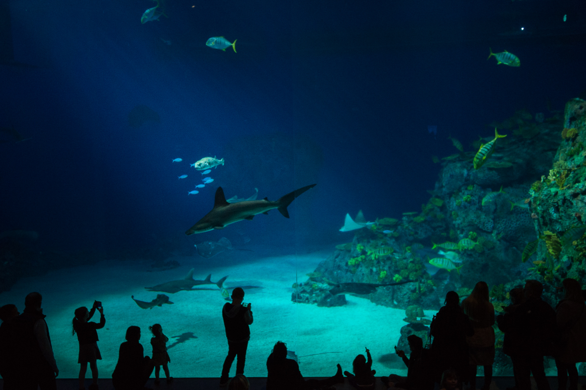 Den Blå Planet, Copenhagen, Denmark