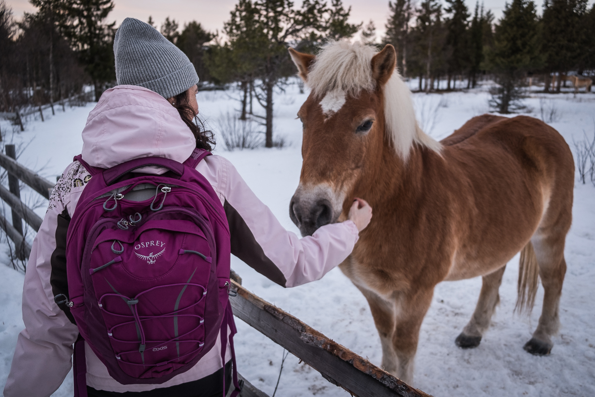 Horse at Beitostølen, Norway