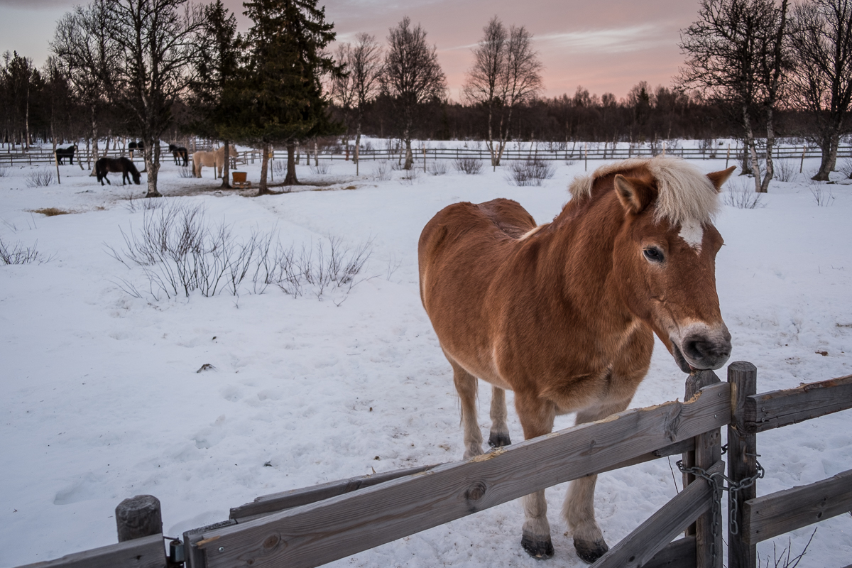 Horse at Beitostølen, Norway