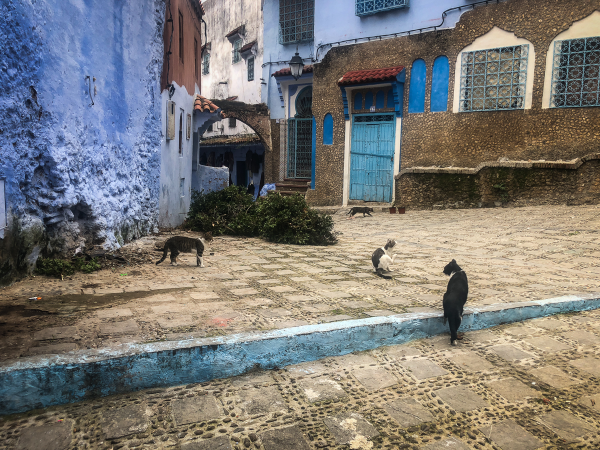 cats, Chefchaouen, Morocco