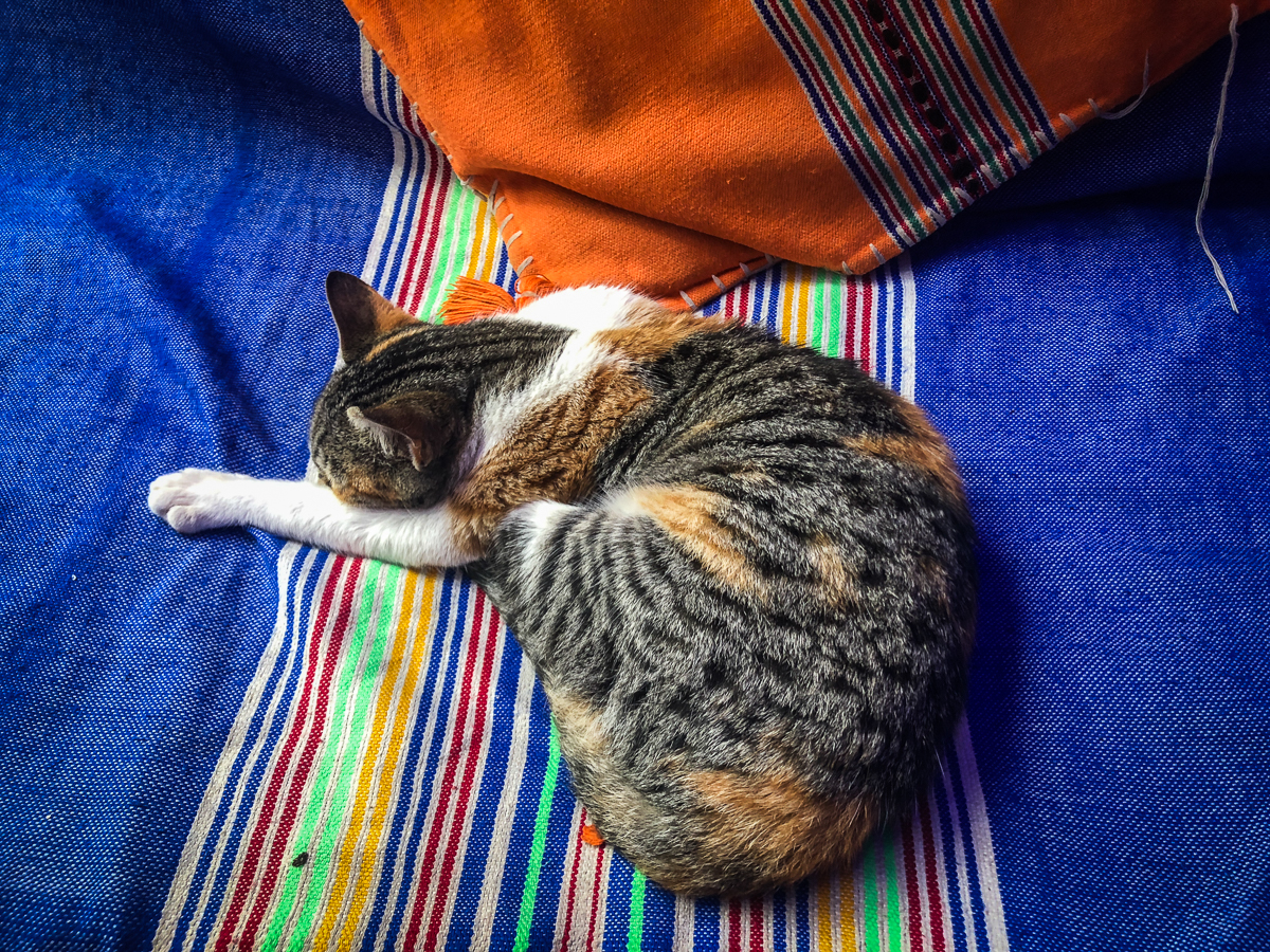 cat, Chefchaouen, Morocco