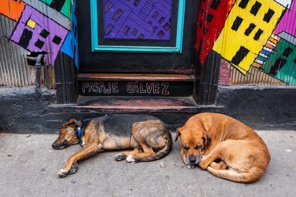 Dogs in Valparaíso Chile