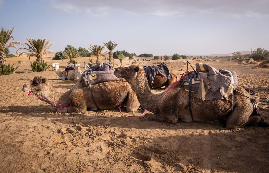 Camels in The Sahara Desert Morocco