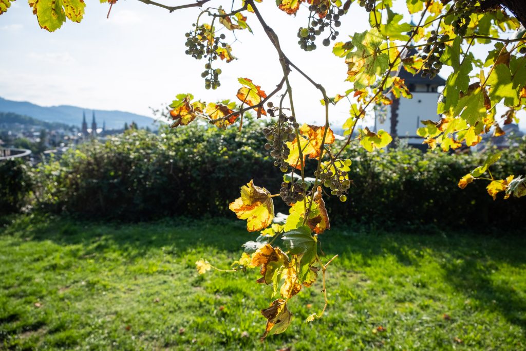 Freiburg im Breisgau , Tyskland Germany, Baden Württemberg, Kastaniegarten