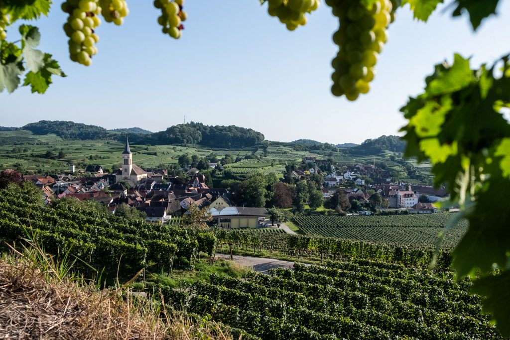 Kaiserstuhl, Tyskland, vindruer, kirke, by, utsikt