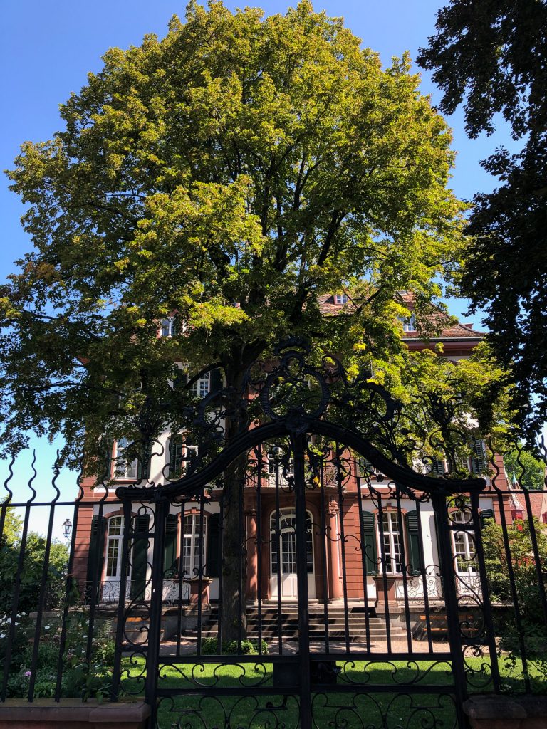 Basel, Switzerland, building, tree, summer