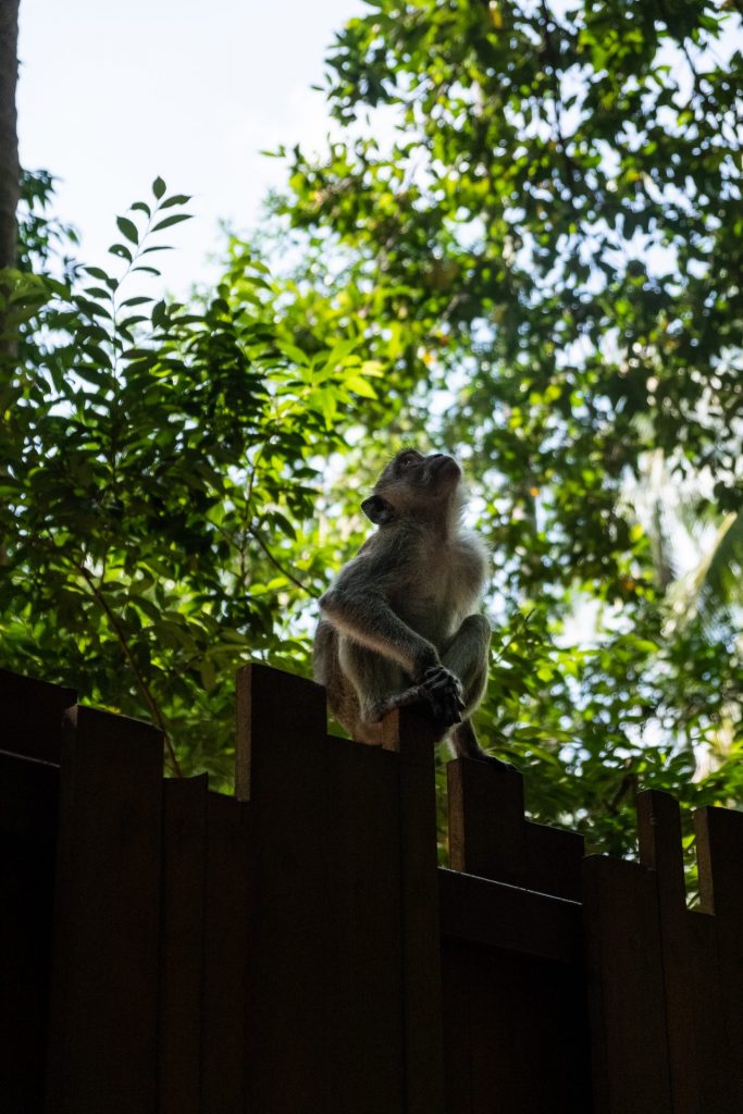 Krabi, Ao Nang, Railay Beach, monkey, nature