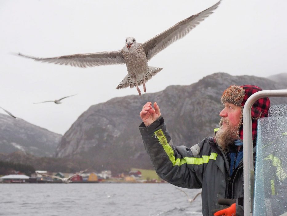 Flatanger, Norway, seagull, man, portrait, sea, sky, nature, 