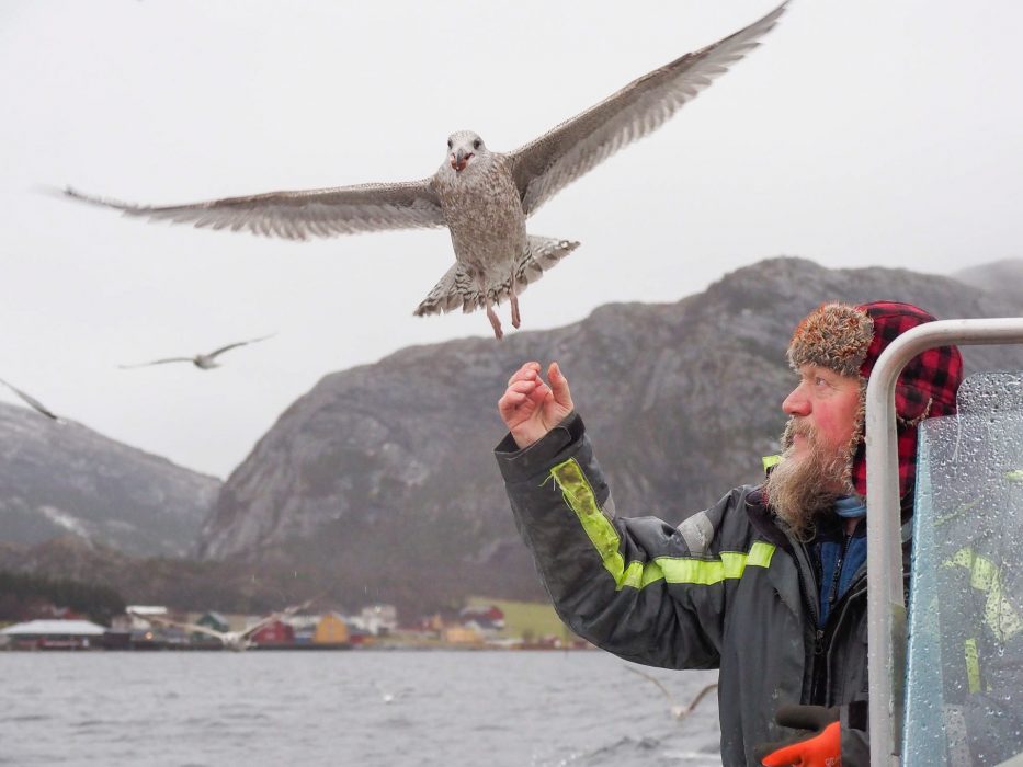 Flatanger, Norway, seagull, man, portrait, sea, sky, nature,