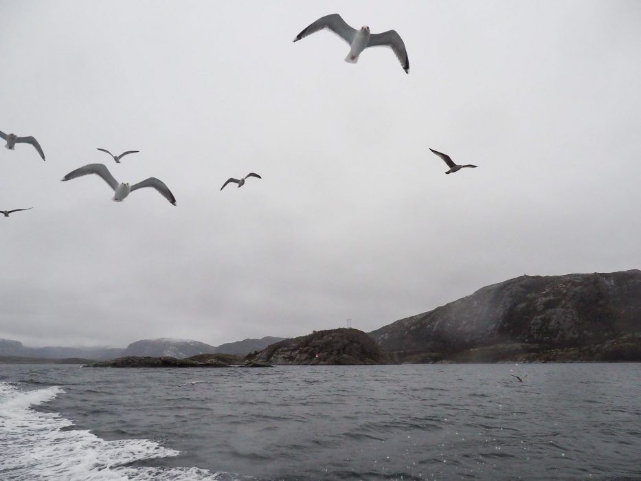 Flatanger, Norway, seagulls, sea, sky, nature,
