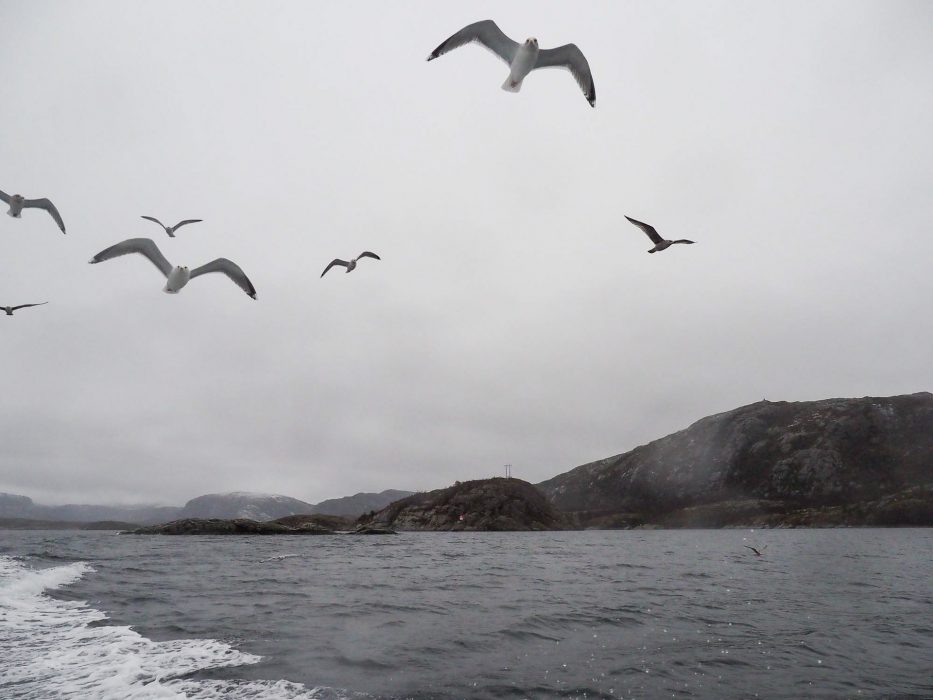 Flatanger, Norway, seagulls, sea, sky, nature, 