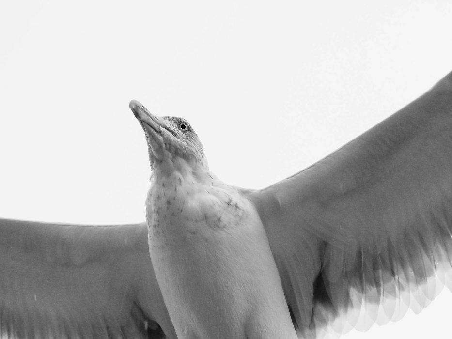 Flatanger, Norway, seagull, closeup, sea, sky, nature, 