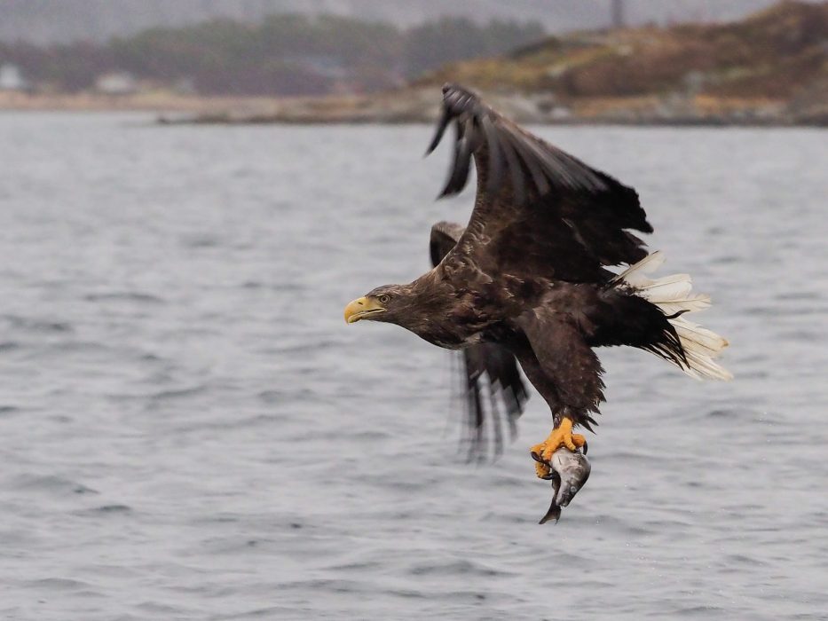 Flatanger, Norway, Eagle, sea, sky, nature,