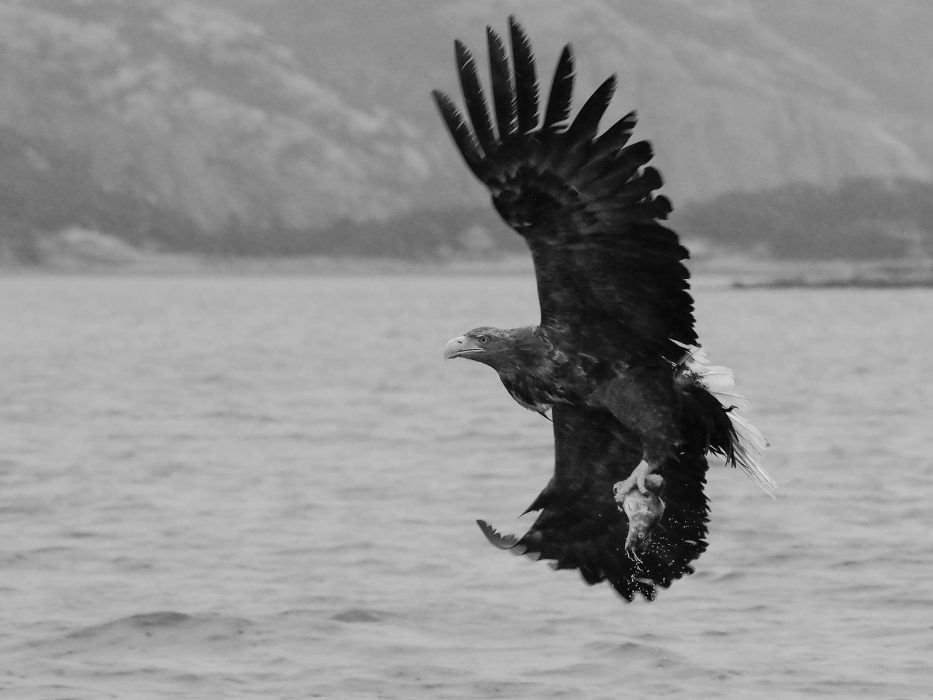 Flatanger, Norway, Eagle, sea, sky, nature,