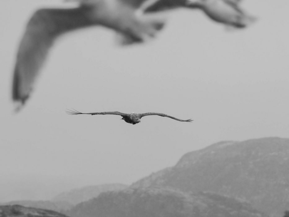 Flatanger, Norway, Eagle, seagull, sea, sky, nature, 