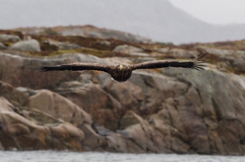 Å skyte ørner i Flatanger