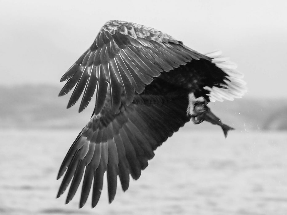 Flatanger, Norway, Eagle, sea, sky, nature,