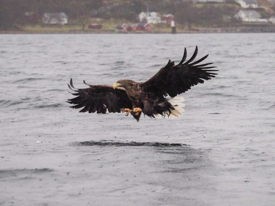 Flatanger, Norway, Eagle, sea, sky, nature,