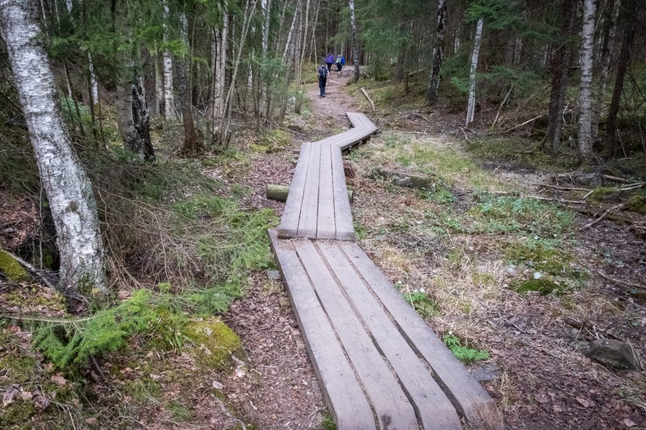 Oslo, Oslomarka, forest, trees, hike, hiking, trees, nature, local, travel
