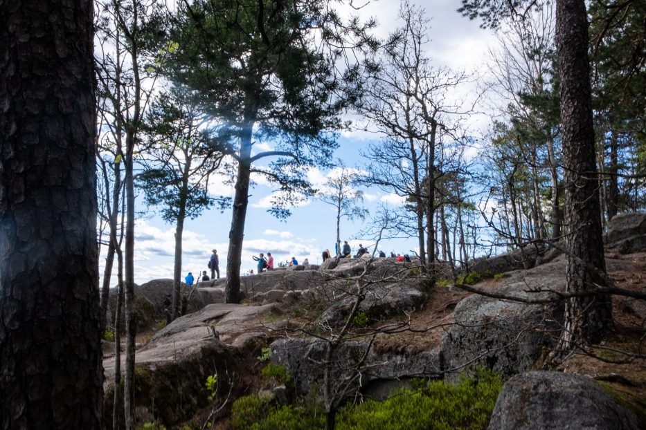 Oslo, Norge, trær, natur, dagsturer, kortreist, lokalt, Bærum, Kolsåstoppen