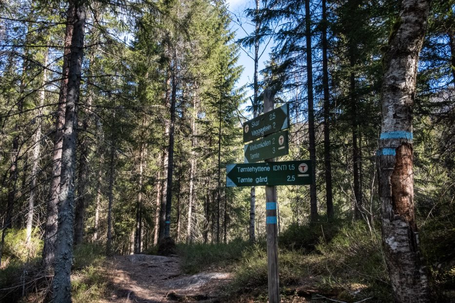 Oslo, Oslomarka, forest, trees, hike, hiking, trees, nature, local, travel, signs, DNT, 