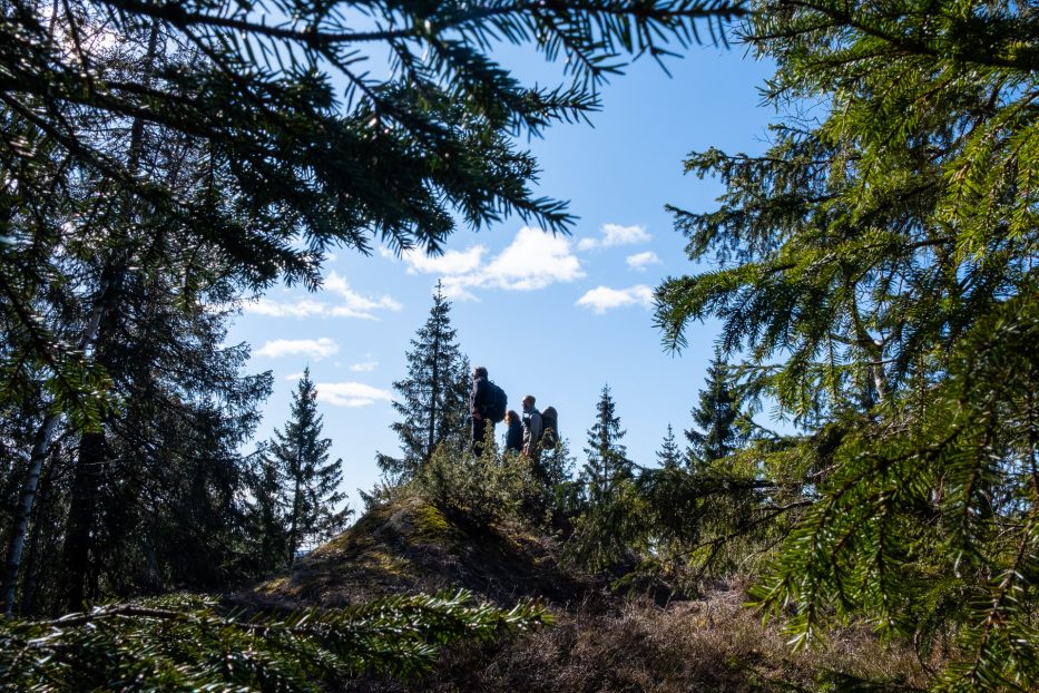 Oslo, Oslomarka, forest, trees, hike, hiking, trees, nature, local, travel, Maridalen