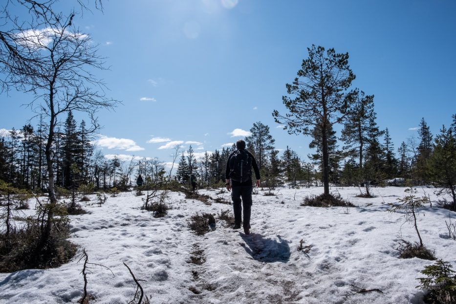 Oslo, Oslomarka, forest, trees, hike, hiking, trees, nature, local, travel, snow, sun, Maridalen