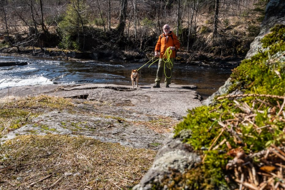 Oslo, Oslomarka, forest, trees, hike, hiking, trees, nature, local, travel, people, man, dog