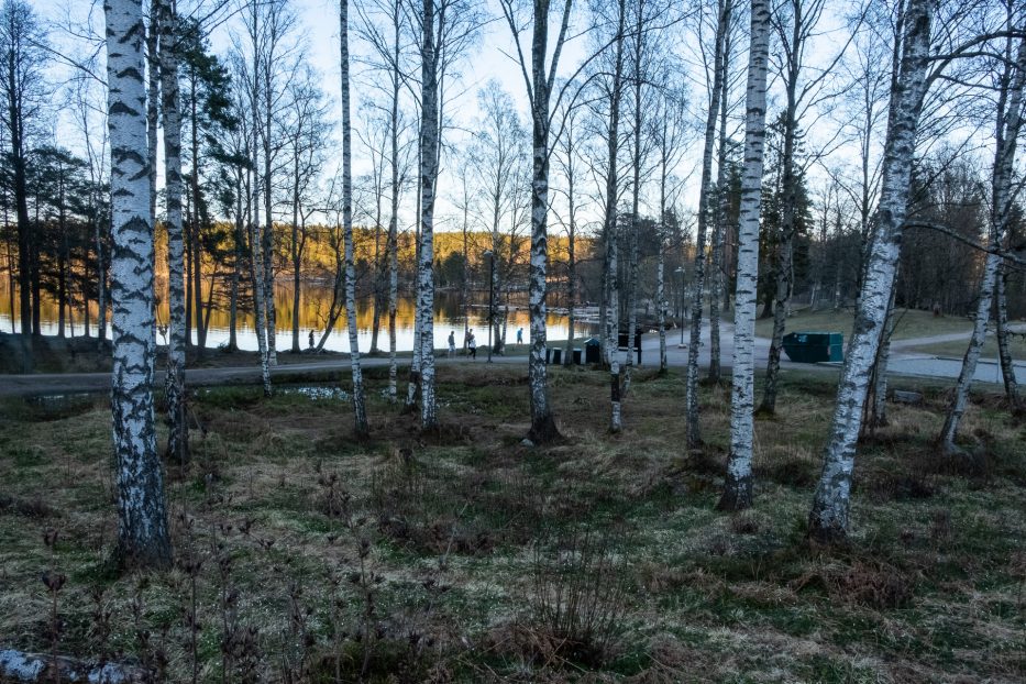 Oslo, Oslomarka, forest, trees, hike, hiking, trees, nature, local, travel, Sognsvann, Nordmarka