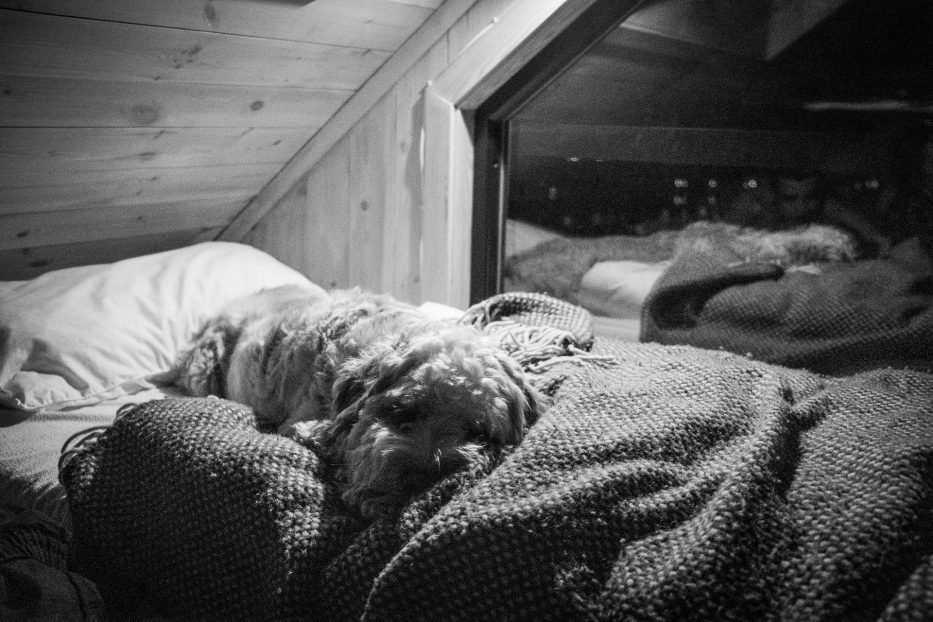 Tretopphytter Oslofjord, Norway, treetop cabin, bed, dog, Falkeredet