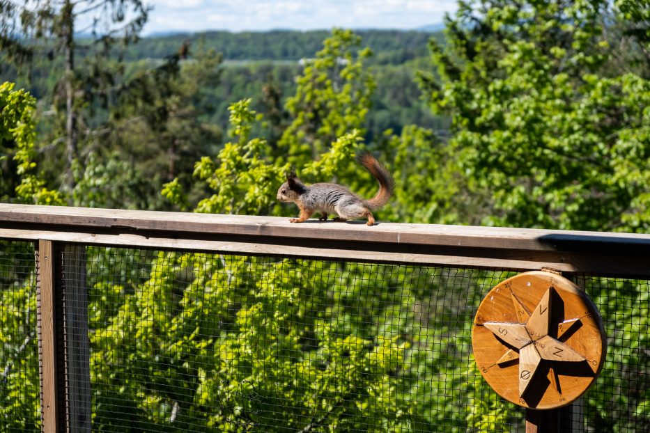 Tretopphytter Oslofjord, Norway, treetop cabin, nature, view, Falkeredet, squirrel