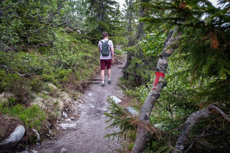 Hiking, forest, nature, person