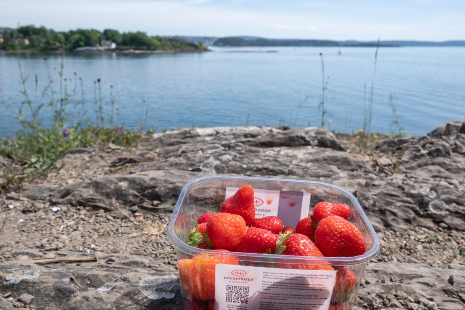 Oslo, Norway, Oslo fjord, island hopping, ferry, summer, strawberries, sea, view