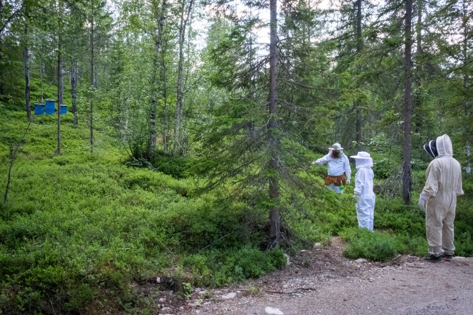 protective suits, bee, bees, forest, people
