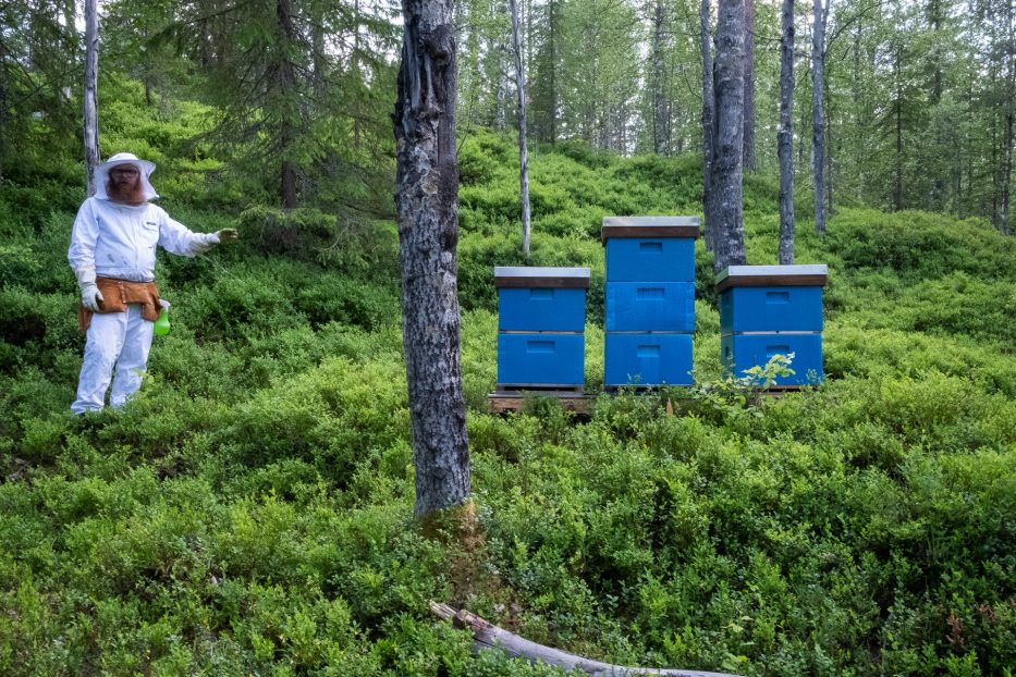 person, protective suit, bee, bees, nature, forest, Norway