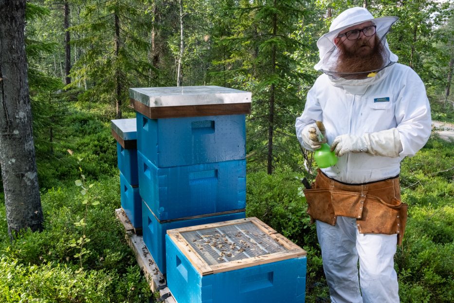 person, protective suit, bee, bees, nature, forest, Norway