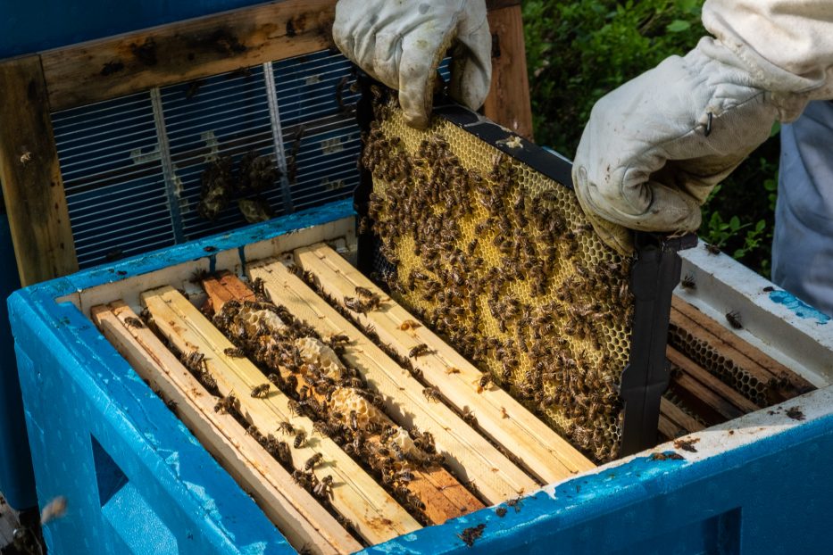 person, protective suit, bee, bees, nature, forest, Norway