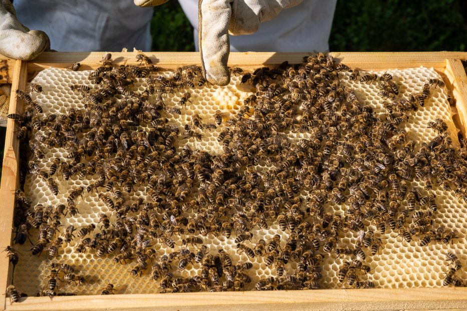 person, protective suit, bee, bees, nature, forest, Norway