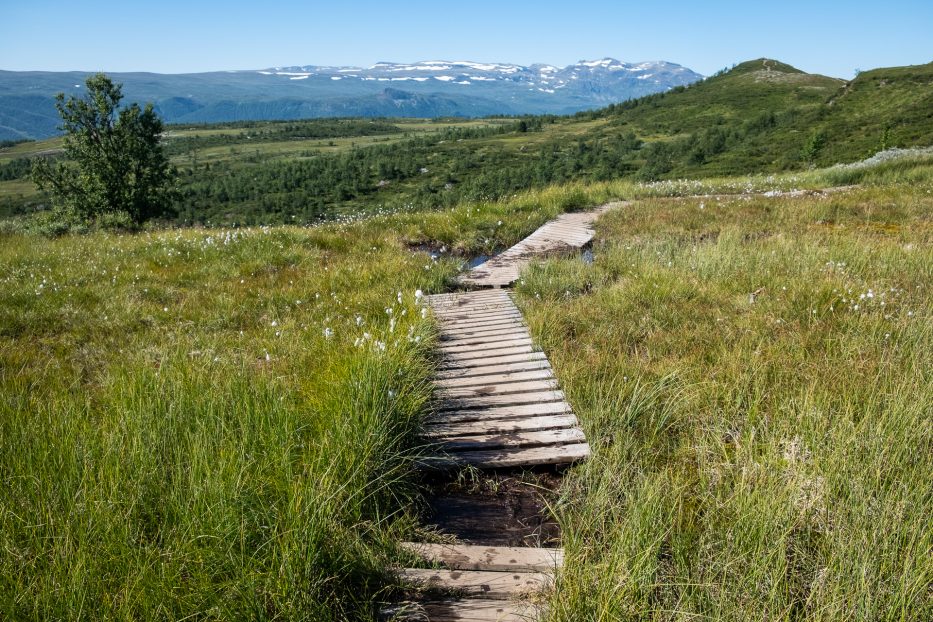 Beitostølen, Norway, nature, hike, mountains, green, summer