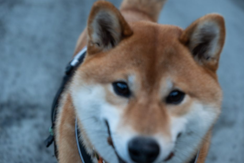 shiba, hund, nærbilde