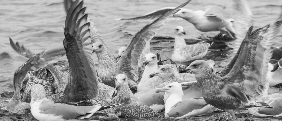 A flock of seagulls in water in black and white