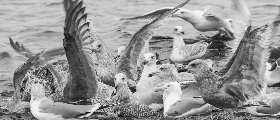 A flock of seagulls in water in black and white 