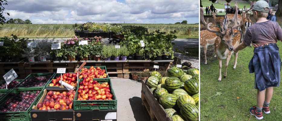 Fruit veggies and feeding a deer in Denmark