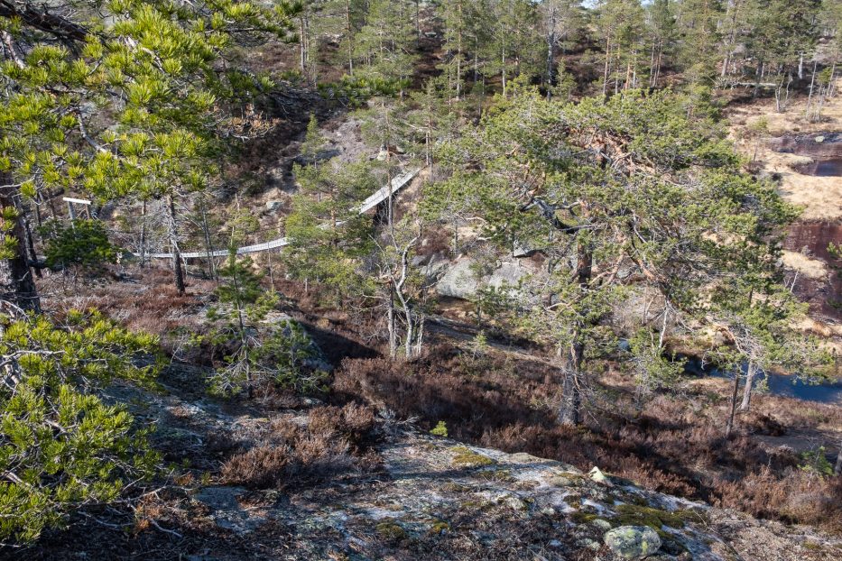 suspension bridge in the forest near canvas telemark