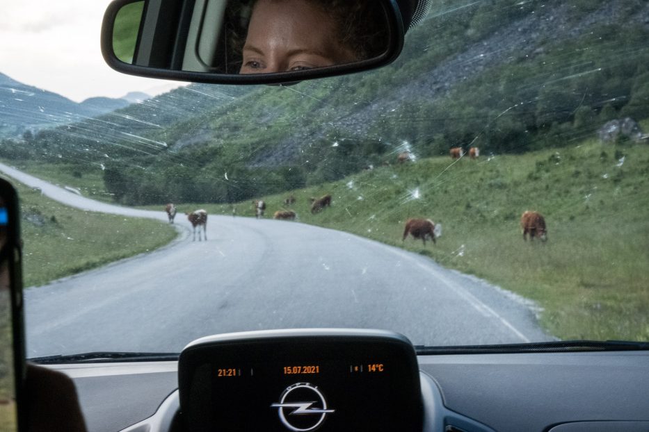 woman in a mirror and the windscreen of a car with cows outside