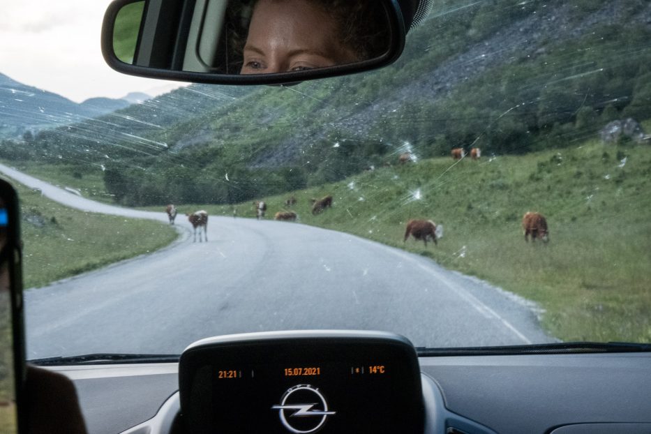 en kvinne kjører bil og ses i speilet mens det er kuer på veien utenfor