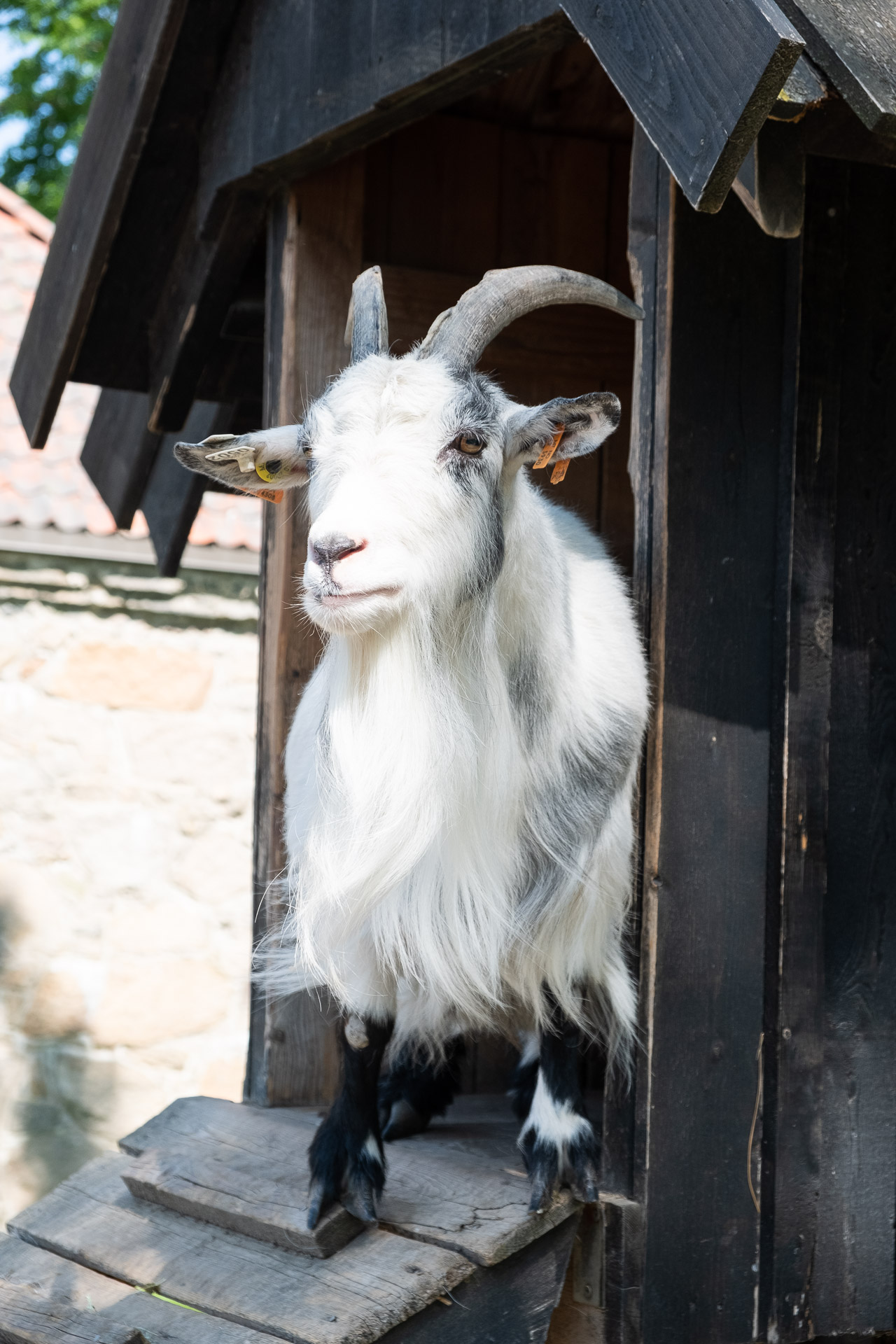 a goat peaks outside from a house in gamlebyen geit & fjærkreavlslag