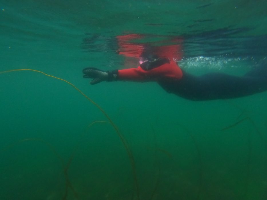 person snorkelling in saltstraumen in a dry suit