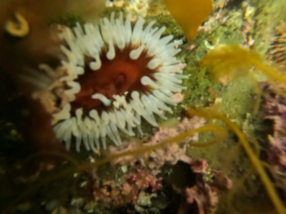 nærbilde av vekster som vokser under vann i saltstraumen