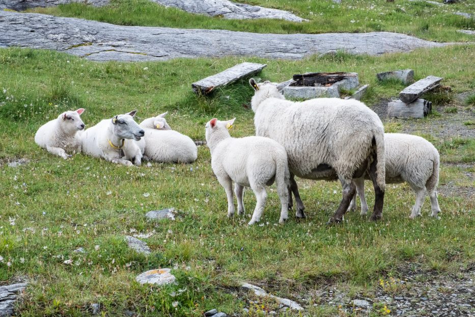 sheeps and lambs relaxing in the grass